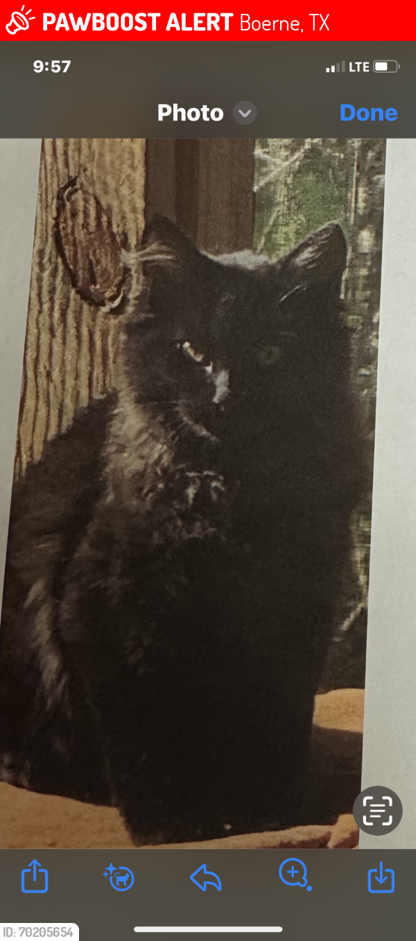 Lost Male Cat last seen July lane Boerne Tx. , Boerne, TX 78006