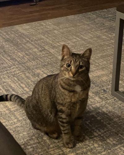 Lost Female Cat last seen Archer apmts, Spring ct, Ruth st, Athens, GA 30601