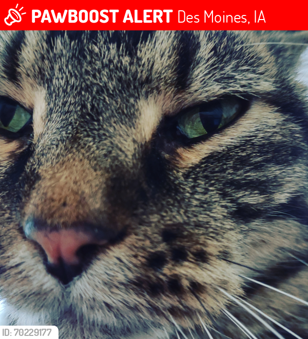 Lost Male Cat last seen 35th st and Grand Ave , Des Moines, IA 50312