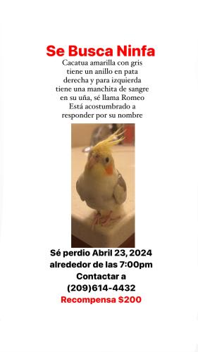 Lost Male Bird last seen La playita michoacana, Ceres, CA 95307