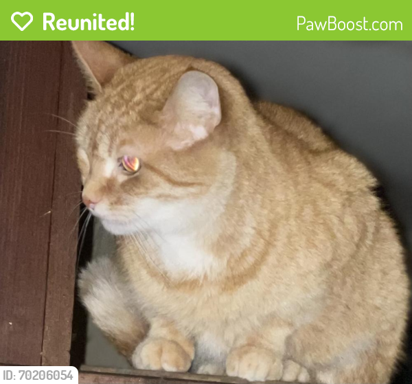 Reunited Female Cat last seen Country club and Blaine Dr , Columbus, OH 43227