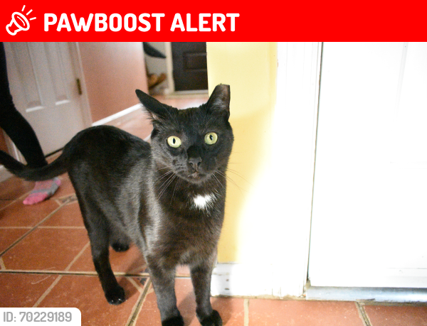 Lost Male Cat last seen forest hills , Leacock-Leola-Bareville, PA 17540