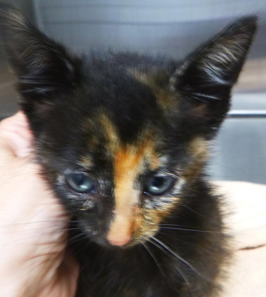 Shelter Stray Female Cat last seen Near Ambassador Caffery Parkway, LAFAYETTE, LA, 70506, Lafayette, LA 70507
