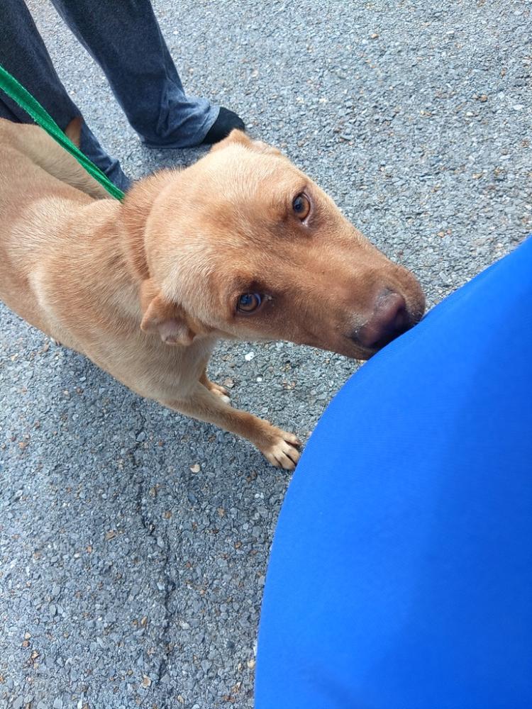 Shelter Stray Female Dog last seen Near Pebble Beach, YOUNGSVILLE, LA, 70592, Lafayette, LA 70507