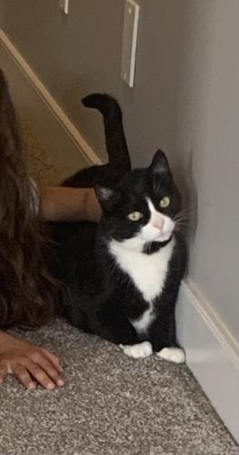 Lost Female Cat last seen 68th ave and 121 St Surrey, Surrey, BC V3W