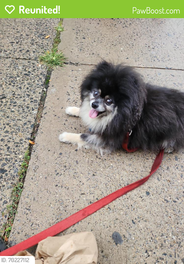Reunited Male Dog last seen Central Ave and Franklin Street, Jersey City, NJ 07306