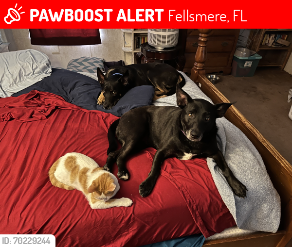 Lost Male Cat last seen 141st ave and 101st street fellsmere, Fellsmere, FL 32948