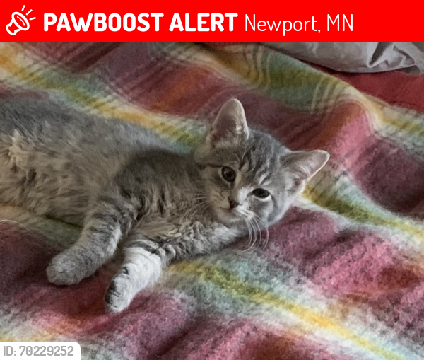 Lost Female Cat last seen 1st Ave and 20th St, Newport, MN 55055
