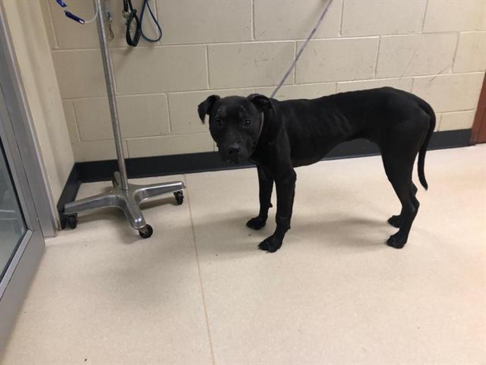 Shelter Stray Male Dog last seen Near BLOCK N 21ST ST, West Milwaukee, WI 53215