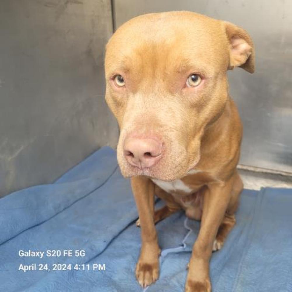 Shelter Stray Male Dog last seen Near BLOCK HOLMUR ST, DETROIT, MI 48204, Detroit, MI 48211