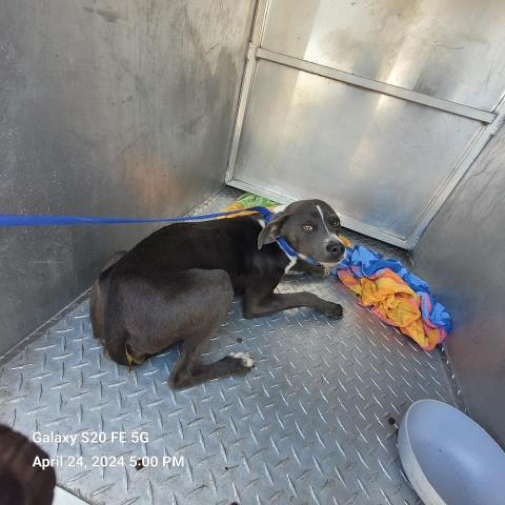 Shelter Stray Male Dog last seen Near BLOCK JUNCTION ST, DETROIT, MI 48210, Detroit, MI 48211