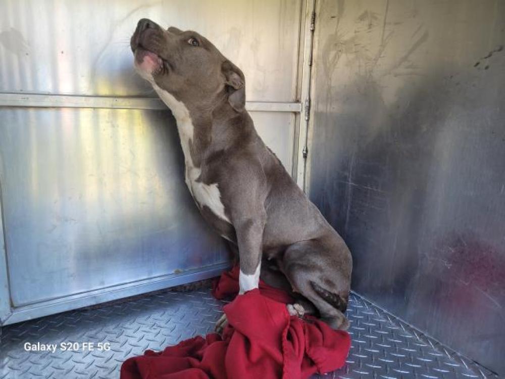 Shelter Stray Female Dog last seen Near BLOCK INDIANA ST, DETROIT, MI 48238, Detroit, MI 48211