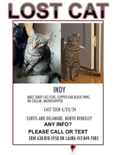 Lost Male Cat last seen Curtis and Delaware, Berkeley, CA 94702