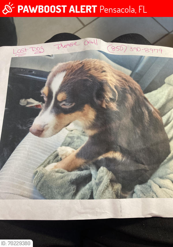Lost Female Dog last seen 9 mile Rd, Pensacola, FL 32534