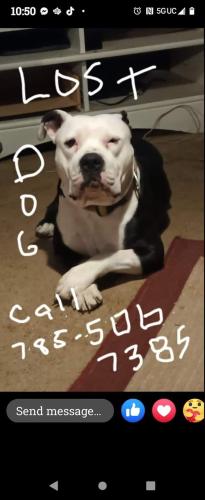 Lost Male Dog last seen SE 25th St, Kansas Ave, Topeka, KS 66611
