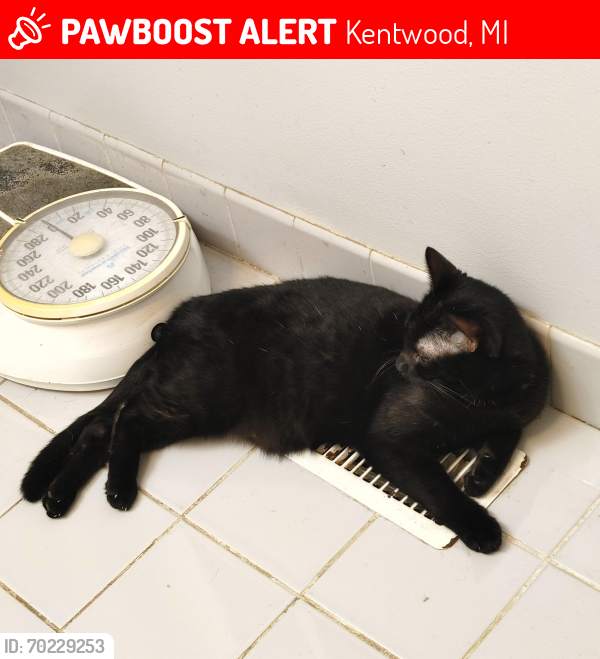 Lost Male Cat last seen 59th St & S. Parkway, Kentwood, MI 49508