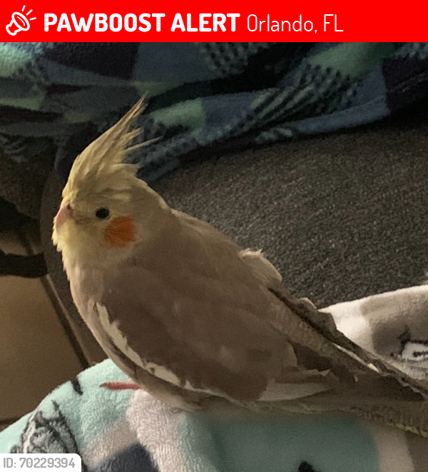 Lost Female Bird last seen Hoffner, Semoran, Orlando, FL 32812
