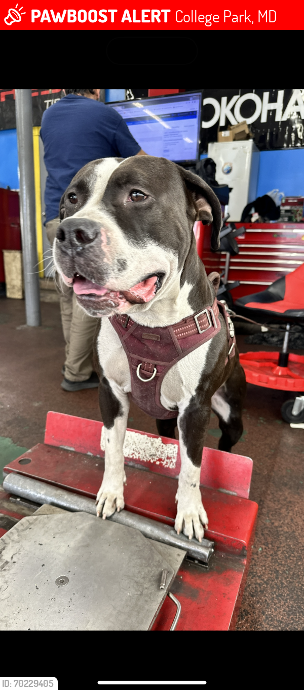 Lost Male Dog last seen Near the  depot on cherry hill , College Park, MD 20740