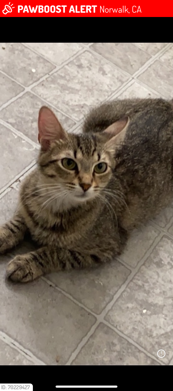Lost Female Cat last seen Pineer, Norwalk, CA 90650