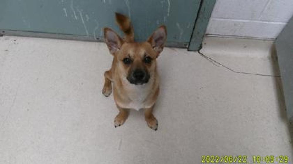 Shelter Stray Male Dog last seen Oakland, CA 94606, Oakland, CA 94601