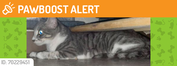 Shelter Stray Female Cat last seen Brazos County, TX , Bryan, TX 77807