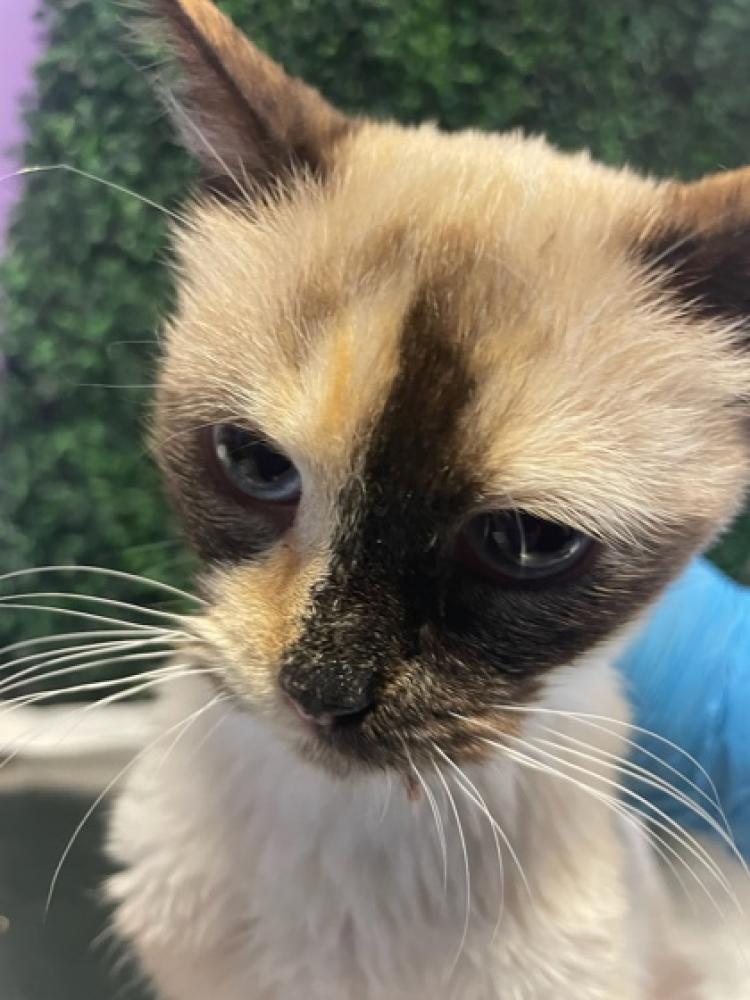 Shelter Stray Female Cat last seen El Paso, TX 79925, Fort Bliss, TX 79906