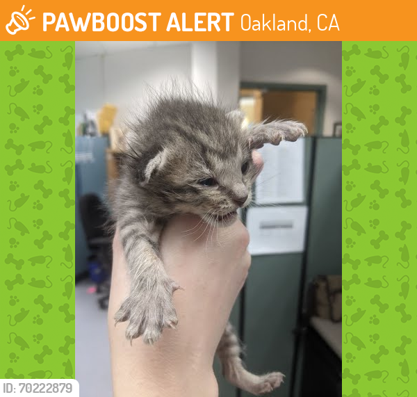Shelter Stray Male Cat last seen Oakland, CA 94603, Oakland, CA 94601