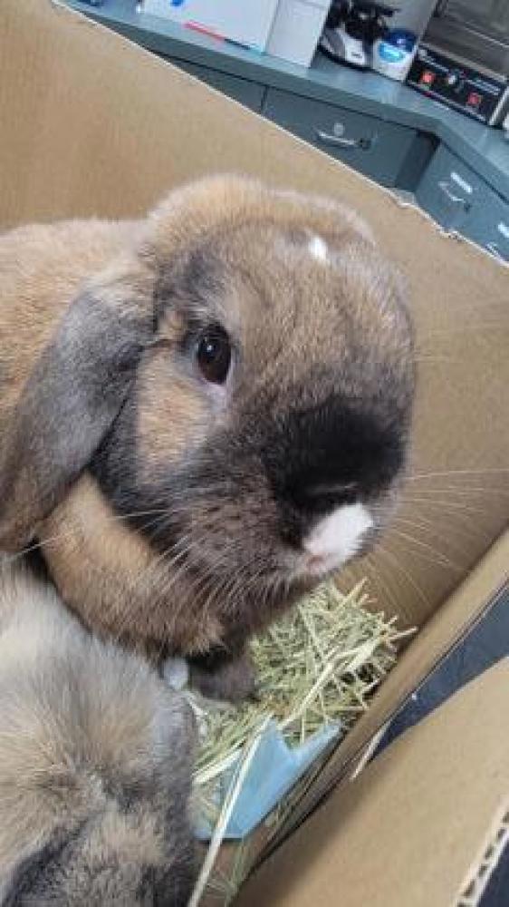 Shelter Stray Male Rabbit last seen Berkeley, CA 94705, Oakland, CA 94601