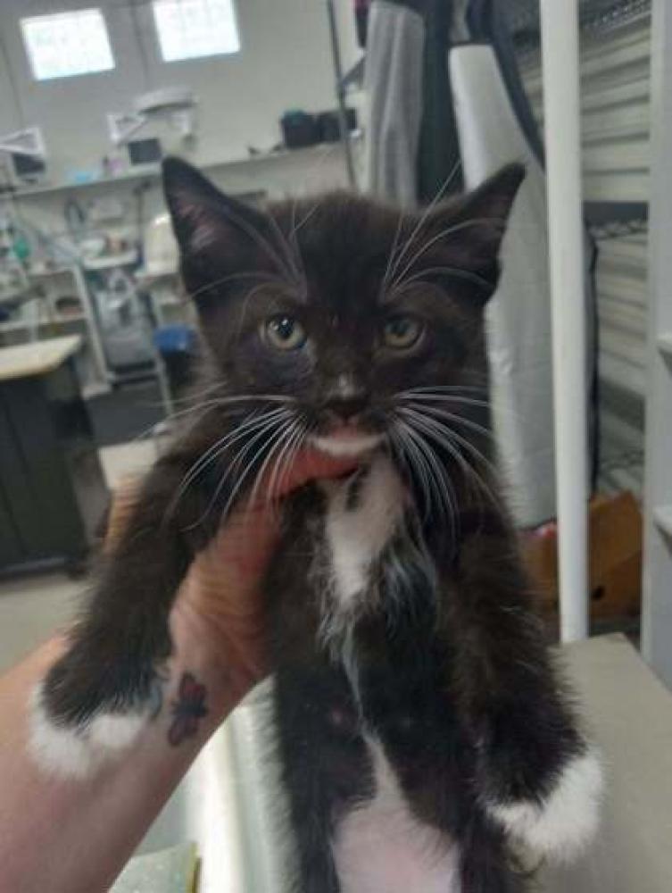 Shelter Stray Male Cat last seen Villa Rica, GA 30180, Carrollton, GA 30117