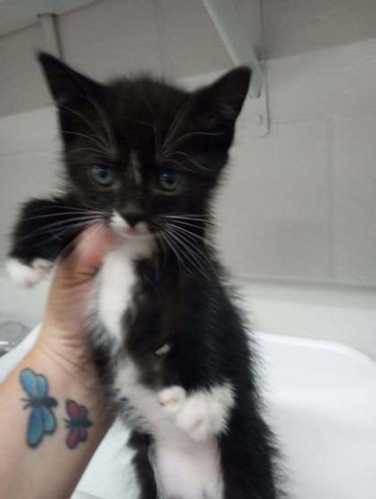 Shelter Stray Female Cat last seen Villa Rica, GA 30180, Carrollton, GA 30117