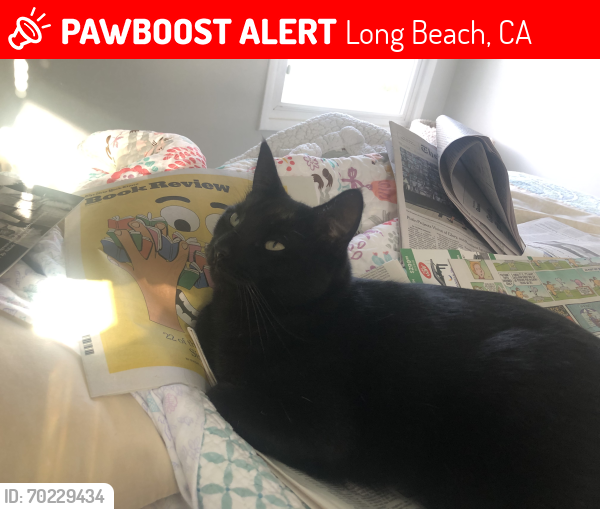 Lost Female Cat last seen Radnor Ave , Long Beach, CA 90815