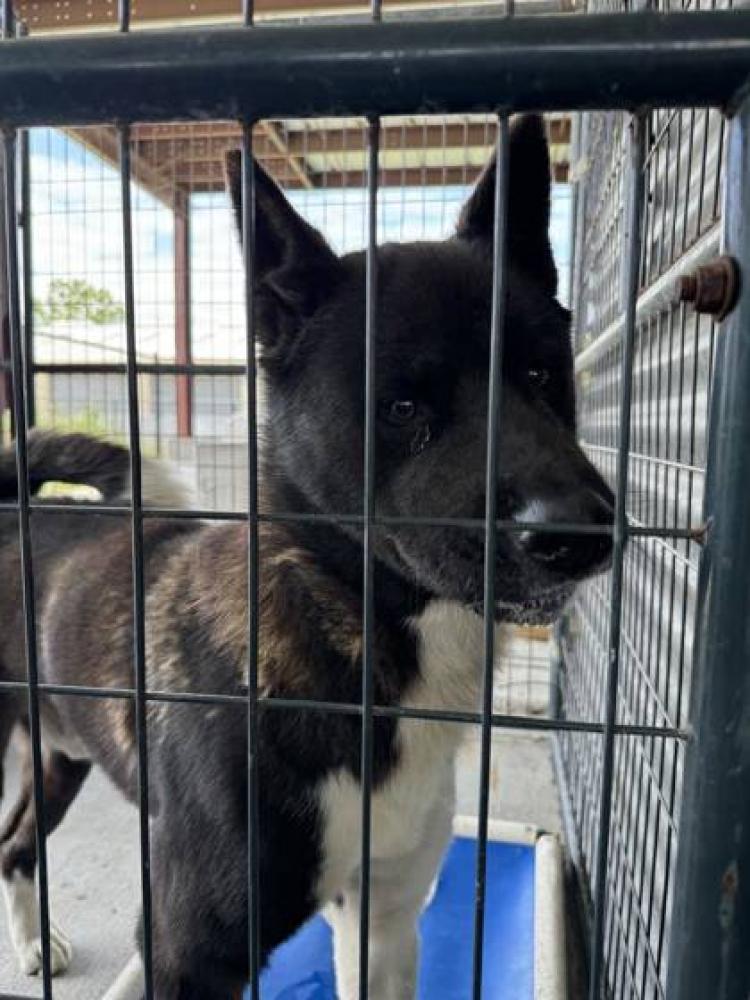 Shelter Stray Male Dog last seen Near HWY 19, 70791, LA, Baton Rouge, LA 70820