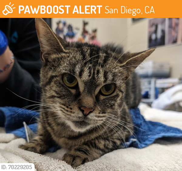 Shelter Stray Female Cat last seen Near Mission Gorge Rd, Santee, CA 92071, Santee, CA, 92071, San Diego, CA 92110
