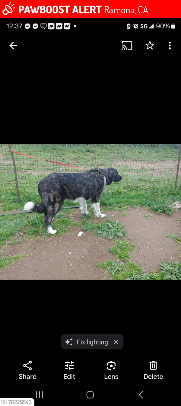 Lost Female Dog last seen Near Hwy East/ Golden Eagle Farm, Ramona, CA 92065