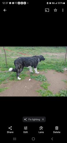 Lost Female Dog last seen Near Hwy East/ Golden Eagle Farm, Ramona, CA 92065