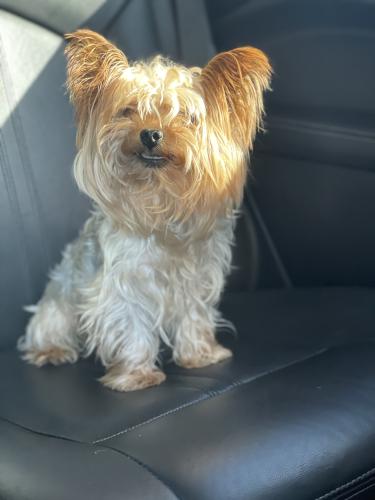 Lost Male Dog last seen FM 1464 and Bellaire, Houston, TX 77083