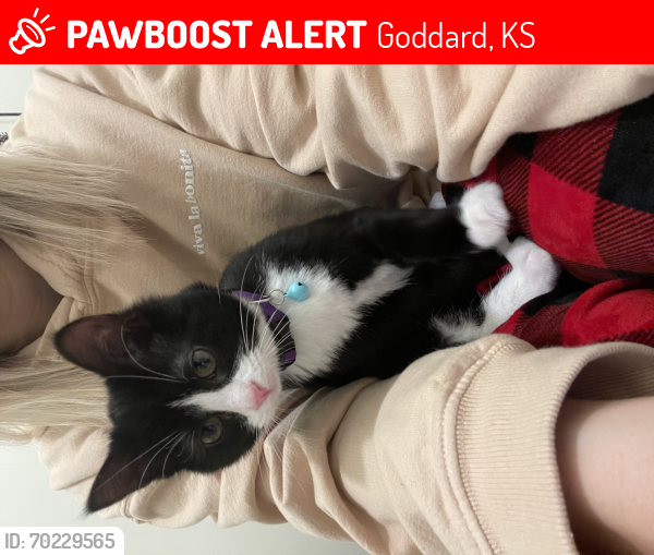 Lost Male Cat last seen 167/Maple, Goddard, KS 67052
