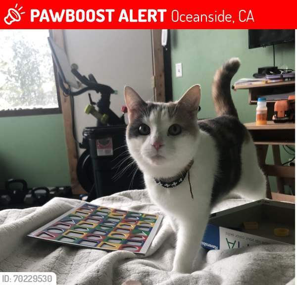 Lost Female Cat last seen Marshall Street, California St., Machado St. , Oceanside, CA 92054