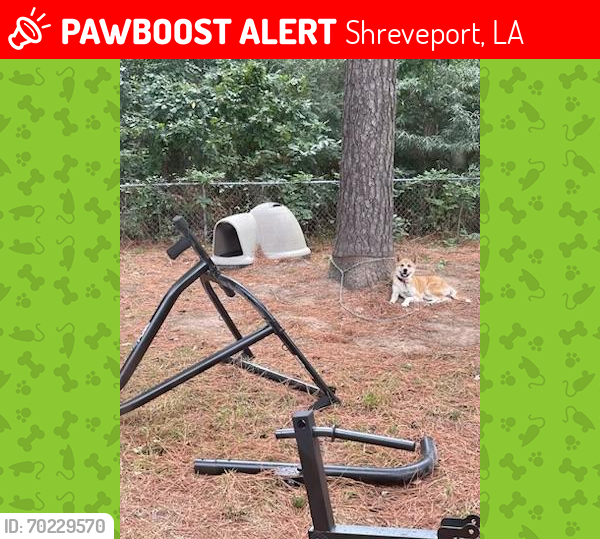 Lost Female Dog last seen Dalzell and Wheeless, Shreveport, LA 71104