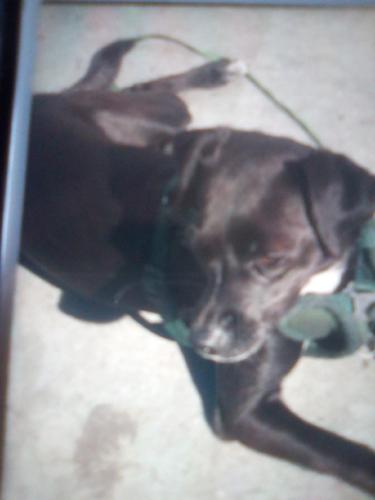Lost Female Dog last seen Near W Anaheim St, Long Beach, CA 90813, Long Beach, CA 90813
