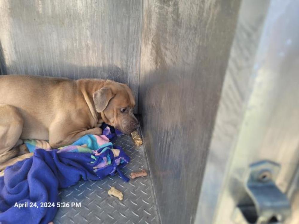 Shelter Stray Male Dog last seen Near BLOCK NOTTINGHAM RD, DETROIT, MI 48224, Detroit, MI 48211