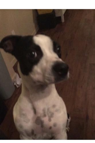 Lost Male Dog last seen 147th and maui ln, Surprise, AZ 85379