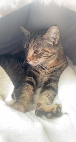 Lost Female Cat last seen By food 4 less, Los Angeles, CA 90023