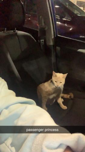 Lost Male Cat last seen At  , Pickens County, SC 29671