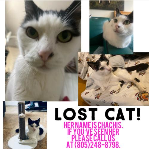 Lost Female Cat last seen Saviers rd, Oxnard, CA 93033