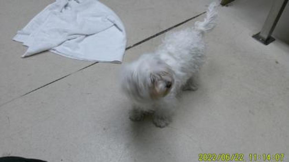 Shelter Stray Female Dog last seen Oakland, CA 94609, Oakland, CA 94601