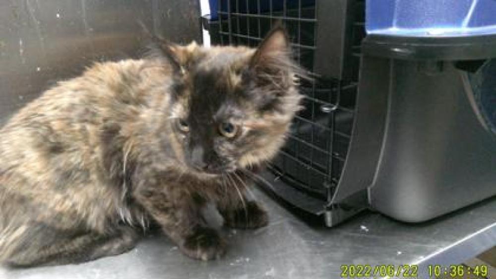 Shelter Stray Female Cat last seen , CA , Oakland, CA 94601
