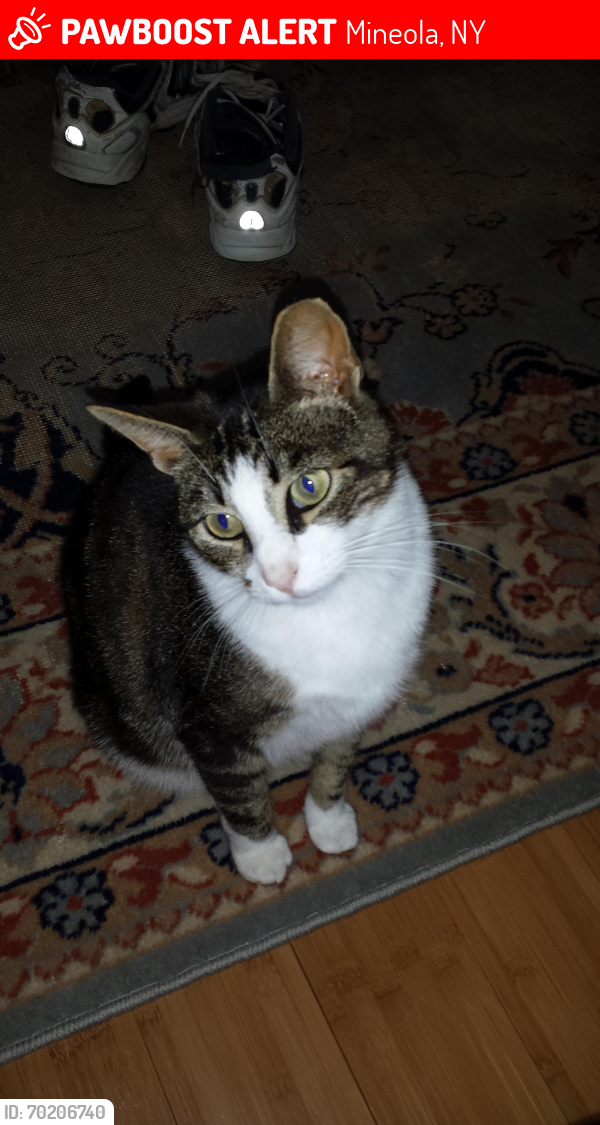 Lost Female Cat last seen Wilson blvd, latham rd, emory rd, Mineola, NY 11501