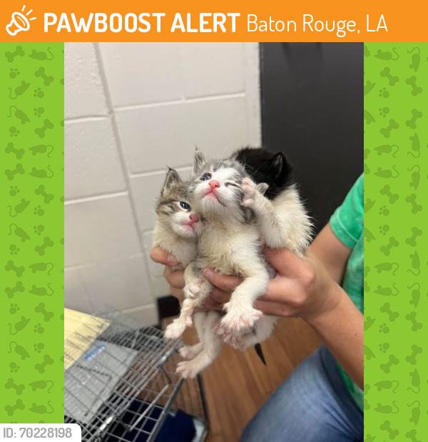 Shelter Stray Female Cat last seen Near LEWIS, 70807, LA, Baton Rouge, LA 70820