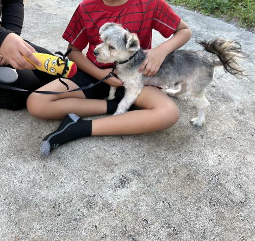 Lost Male Dog last seen Near w 6th st Rivera beach fl 33404, West Palm Beach, FL 33404